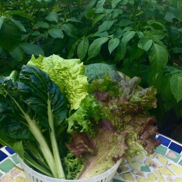 image of Leafy Greens in a bowl