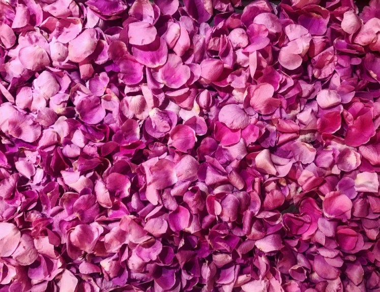 lovely image full of pink rose petals