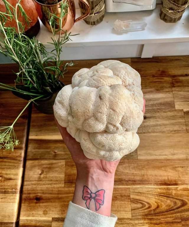 69631563_2415347548754929_379804267222925312_n