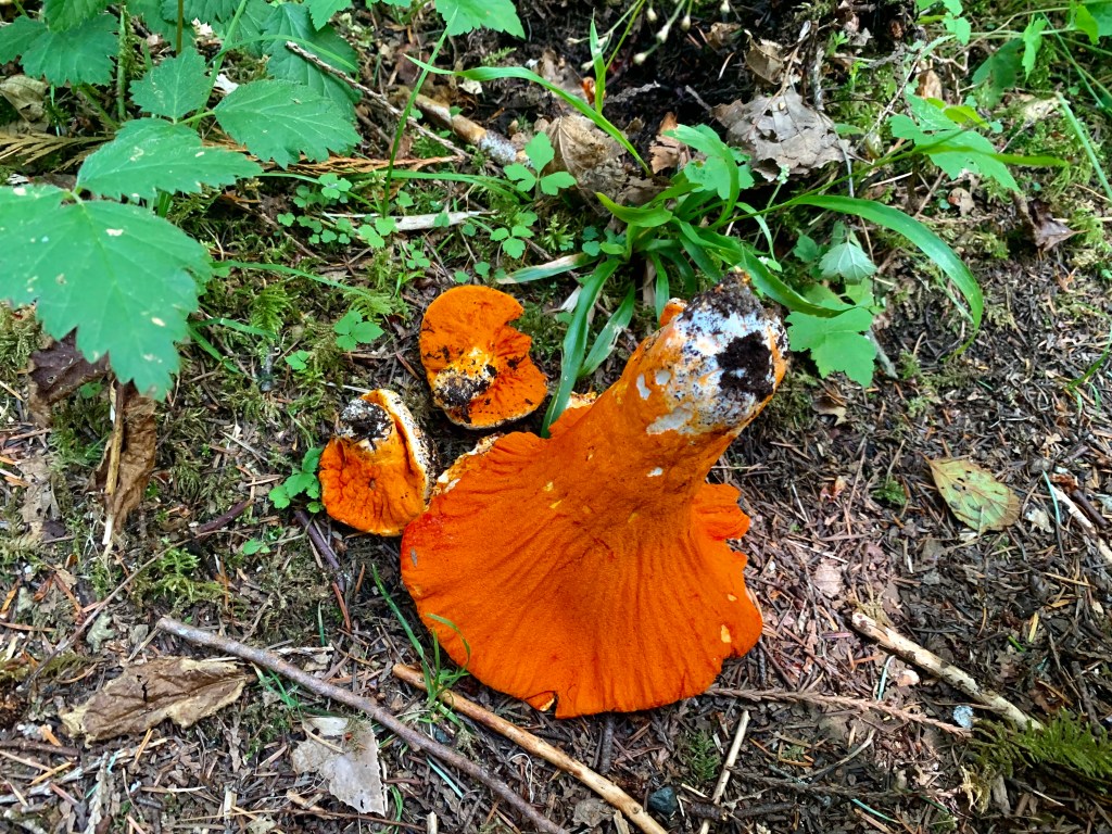 Lobster mushrooms (hypomyces lactofluorum)